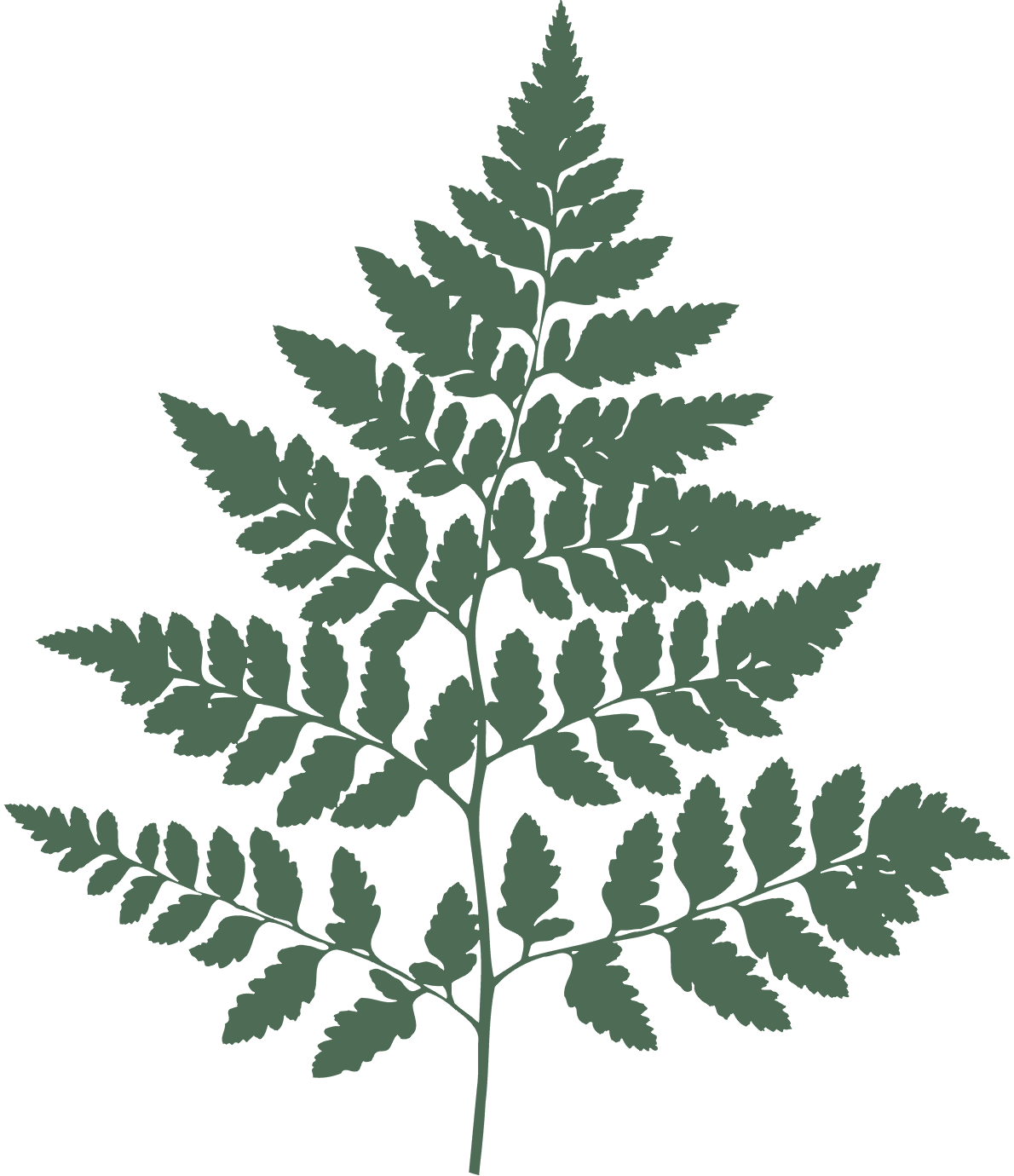 fern fern