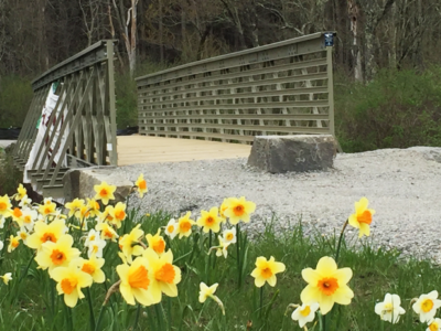 daffodils at bridge 1