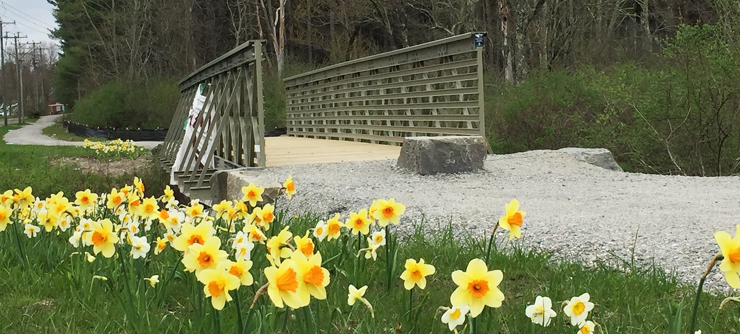 daffodils at bridge 1
